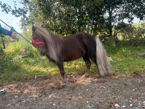 Prachtige 8 jarige superlieve mini shet❤️, Dieren en Toebehoren, Pony's, Hengst, Niet van toepassing, A pony (tot 1.17m), Recreatiepony