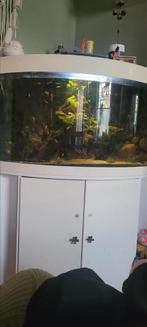 Hoek aquarium, Ophalen, Gebruikt, Gevuld zoetwateraquarium