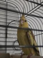 Vogel, Dieren en Toebehoren, Vogels | Parkieten en Papegaaien, Meerdere dieren, Parkiet