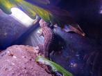 Mannelijke volwassen tokay inclusief exoterra 60x45x90, Dieren en Toebehoren, Hagedis, Met terrarium, 3 tot 6 jaar