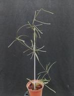 Hoya retusa, In pot, Halfschaduw, Minder dan 100 cm, Overige soorten