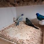 Te koop splendid, Dieren en Toebehoren, Vogels | Parkieten en Papegaaien, Meerdere dieren, Parkiet