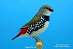 Enkele Diamantvink popjes (Gezocht), Vrouwelijk, Tropenvogel, Geringd
