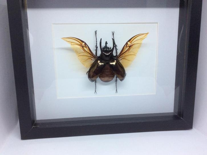 Chalcosoma Atlas (atlaskever), Verzamelen, Dierenverzamelingen, Opgezet dier, Insect, Ophalen of Verzenden