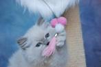 Ragdoll kittens, Meerdere dieren, Gechipt, 0 tot 2 jaar