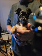 Nog 1 Teefje chihuahua Xmet een pomchi., Dieren en Toebehoren, Honden | Chihuahua's en Gezelschapshonden, CDV (hondenziekte), 8 tot 15 weken