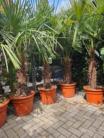 Winterharde palmbomen 200cm hoog beschikbaar voor biedingen