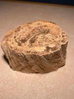 Versteend Hout Fossiel - Prachtig Stuk!  8, Verzamelen, Mineralen en Fossielen, Ophalen of Verzenden, Fossiel
