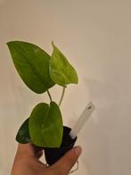 Epipremnum Aureum - Klein Plantje, Ophalen, Overige soorten, Halfschaduw, In pot