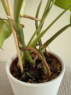 Monstera Deliciosa - Gatenplant, Tuin en Terras, Planten | Tuinplanten, Ophalen, Vaste plant, Bloeit niet, Halfschaduw