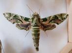Oleanderpijlstaart (Daphnis nerii) Vlinder, Ophalen of Verzenden, Nieuw, Insect, Opgezet dier