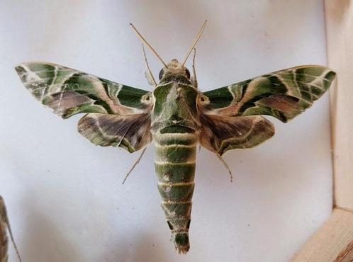 Oleanderpijlstaart (Daphnis nerii) Vlinder, Verzamelen, Dierenverzamelingen, Nieuw, Opgezet dier, Insect, Ophalen of Verzenden