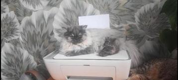 Perzische kat (poes,1 jaar,) beschikbaar voor biedingen
