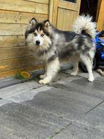 Lieve Pomsky zoekt een nieuw baasje! (HERPLAATSER), Dieren en Toebehoren, Overige Dieren, Oktober, Mannelijk