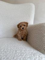 Premium maltipoo f1 pup reutje micro, Dieren en Toebehoren, Honden | Chihuahua's en Gezelschapshonden, Particulier, Rabiës (hondsdolheid)