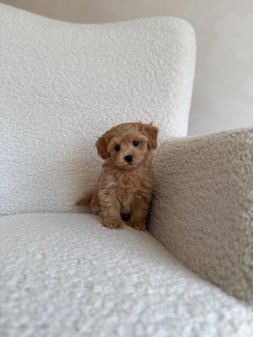 Premium maltipoo f1 pup reutje micro beschikbaar voor biedingen