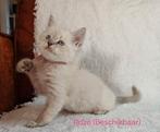 Ragdoll kittens, Meerdere dieren, Ontwormd, 0 tot 2 jaar