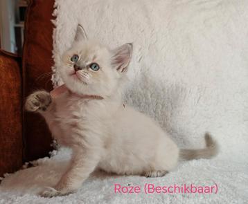 Ragdoll kittens beschikbaar voor biedingen