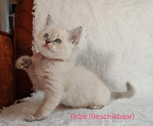 Ragdoll kittens, Dieren en Toebehoren, Katten en Kittens | Raskatten | Langhaar, Meerdere dieren, 0 tot 2 jaar, Ontwormd, Ingeënt