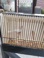 Pop opaal roodmus 2025, Vrouwelijk, Tropenvogel, Geringd