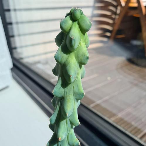 Boobie cactus, Huis en Inrichting, Kamerplanten, Cactus, Minder dan 100 cm, Volle zon, Ophalen of Verzenden