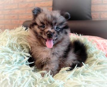 Super schattige super kleine pomeranian puppy!❤️ beschikbaar voor biedingen
