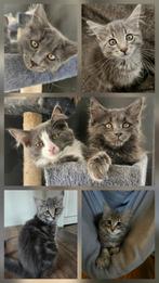 Maine coon en Ragcoon kittens, Dieren en Toebehoren, Meerdere dieren