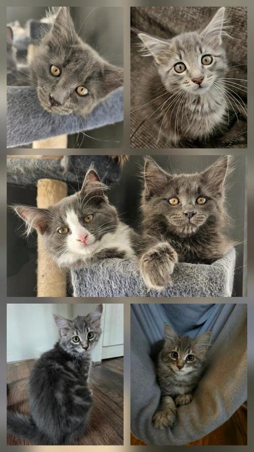 Maine coon en Ragcoon kittens, Dieren en Toebehoren, Katten en Kittens | Raskatten | Langhaar, Meerdere dieren