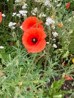 Zakje zaden van de Klaproos, rood, Tuin en Terras, Ophalen of Verzenden, Volle zon, Zaad