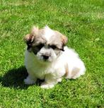 Leuke boomer pups te koop, Overige rassen, CDV (hondenziekte), 8 tot 15 weken, Meerdere