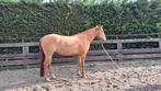 6 jarige Quarter horse, Dieren en Toebehoren, Zadelmak, Westernpaard, Gechipt, Minder dan 160 cm