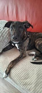 Mooie Aanhankelijke Amerik. Stafford/Whippet Pup 4 mnd, Dieren en Toebehoren, Reu, 8 tot 15 weken, Eén hond, Middel