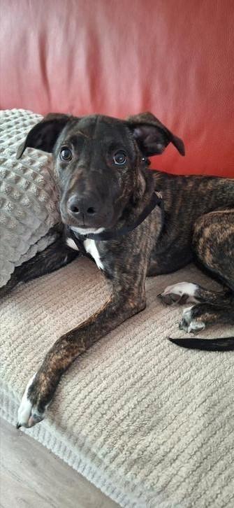 Mooie Aanhankelijke Amerik. Stafford/Whippet Pup 4 mnd beschikbaar voor biedingen
