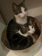 Nieuw huisje gezocht, Dieren en Toebehoren, Katten en Kittens | Overige Katten, Meerdere dieren, Kortharig, 0 tot 2 jaar