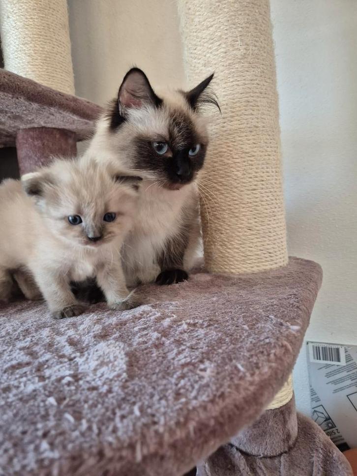 Ragdoll poezen en kitten met stamboom, Dieren en Toebehoren, Katten en Kittens | Raskatten | Langhaar, Kater, 0 tot 2 jaar, Met stamboom