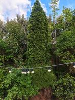7 prachtige pijnboom, Ongeveer vijf meter hoog, Tuin en Terras, Ophalen of Verzenden, Volle zon, Overige soorten