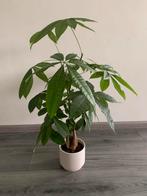 Geldboom, Ophalen of Verzenden, Halfschaduw, Minder dan 100 cm