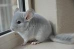 chinchilla broers, Mei, Mannelijk, Chinchilla