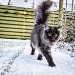 Prachtige lieve Maine Coon kater, Dieren en Toebehoren, Kater, Gechipt, 0 tot 2 jaar