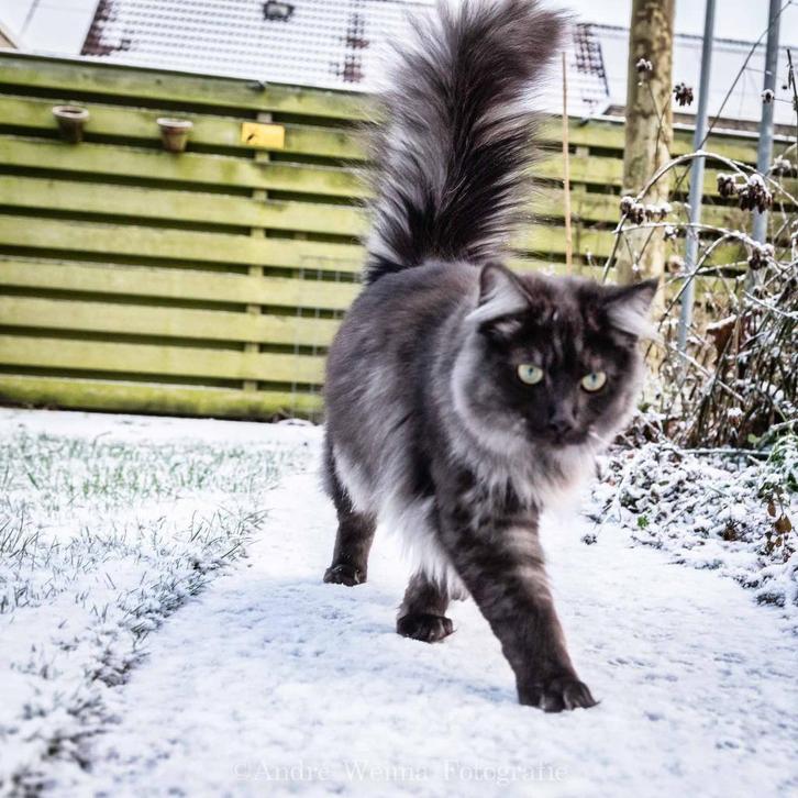 Prachtige lieve Maine Coon kater, Dieren en Toebehoren, Katten en Kittens | Raskatten | Langhaar, Kater, 0 tot 2 jaar, Gechipt