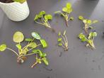 3 stekjes Pilea Pannenkoekplant geluksplant zakgeld dochter, Overige soorten, Minder dan 100 cm, Groene kamerplant, Halfschaduw