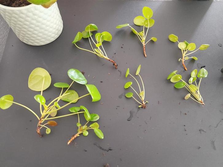 3 stekjes Pilea Pannenkoekplant geluksplant zakgeld dochter, Huis en Inrichting, Kamerplanten, Overige soorten, Minder dan 100 cm