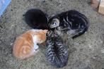 Poesjes/kittens, Dieren en Toebehoren, Katten en Kittens | Overige Katten, Poes, Kortharig, 0 tot 2 jaar