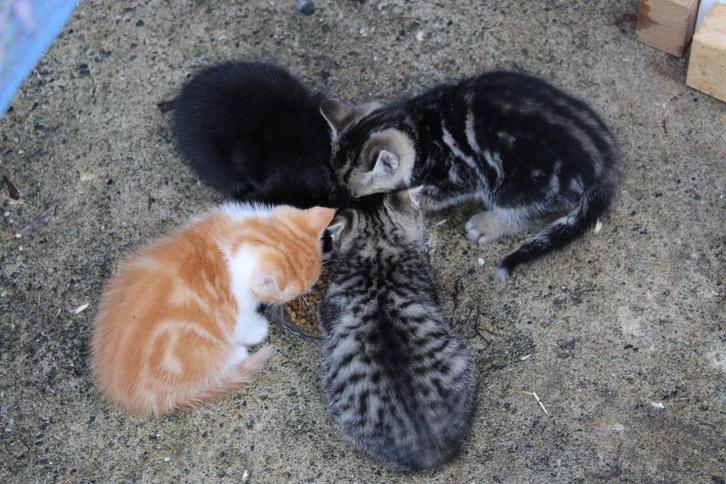 Poesjes/kittens, Dieren en Toebehoren, Katten en Kittens | Overige Katten, Kortharig, Poes, 0 tot 2 jaar