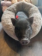 Gouden mandje gezocht voor ons mini varken Kees, Dieren en Toebehoren, Schapen, Geiten en Varkens, Mannelijk, Varken, 0 tot 2 jaar