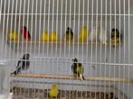 Kanaries div kleuren mannen en poppen., Meerdere dieren, Kleurkanarie