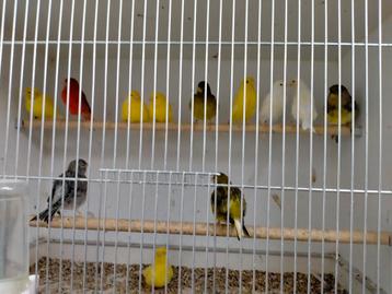 Kanaries div kleuren mannen en poppen. beschikbaar voor biedingen