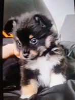 Chihuahua  pup kruising reutje mag het nest verlaten!!!, Ophalen, Nieuw