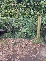 Jonge Walnootboom, Tuin en Terras, Planten | Bomen, Volle zon, Lente, Minder dan 100 cm, Overige soorten