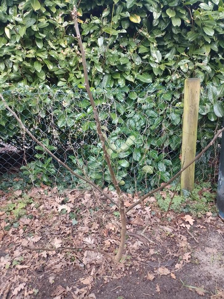 Jonge Walnootboom, Tuin en Terras, Planten | Bomen, Overige soorten, Minder dan 100 cm, Volle zon, Lente, Ophalen of Verzenden
